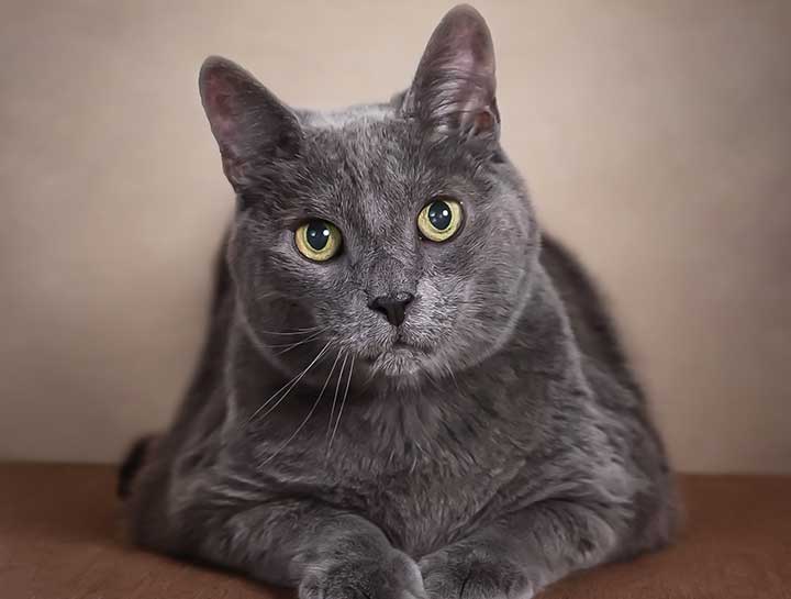 Preventive Care for Cats