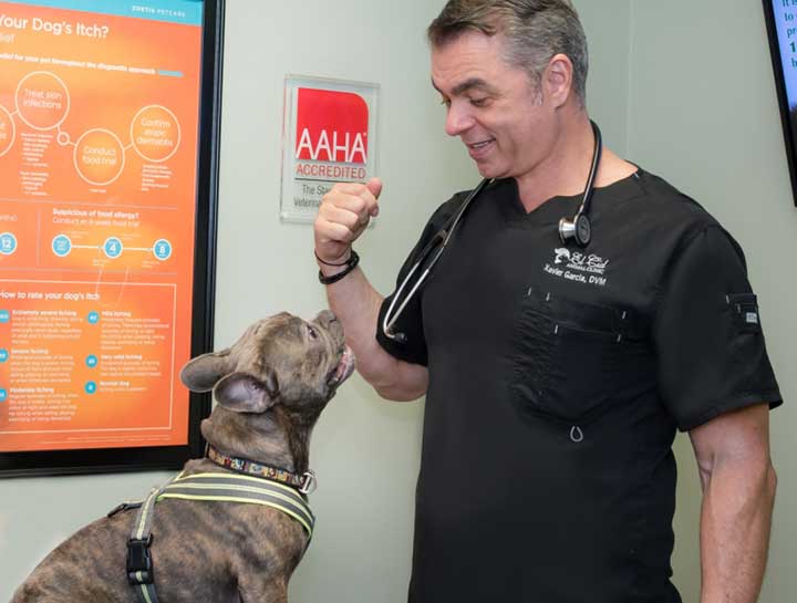 Pet Behaviorists in $city