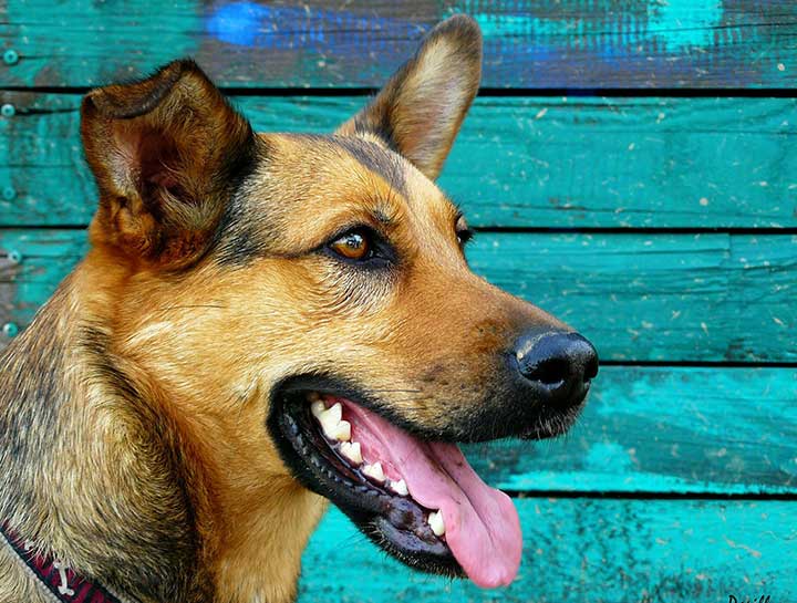 $city Pet Dentist